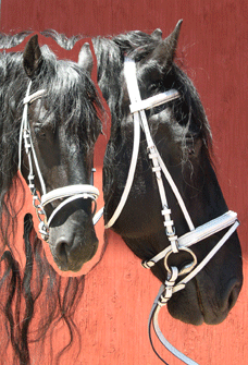 White Bridle